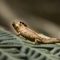 Madagascar 480-1 copia